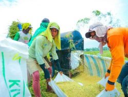 Produksi Beras Semester I 2026 Diproyeksi Meningkat, Luas Panen Ikut Menguat