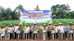 Kapolda Sulsel Panen Raya Jagung di Pangkep, Dorong Ketahanan Pangan Nasional