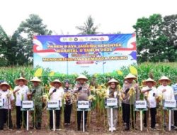 Kapolda Sulsel Panen Raya Jagung di Pangkep, Dorong Ketahanan Pangan Nasional