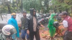 Pohon Tumbang di Samping Rujab Gubernur Sempat Hambat Arus Lalu Lintas
