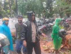 Pohon Tumbang di Samping Rujab Gubernur Sempat Hambat Arus Lalu Lintas