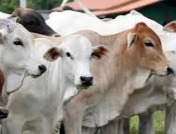 Jelang Iduladha, Kementan Perketat Pengawasan Kesehatan Hewan dan Keamanan Daging Kurban