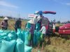 Kawal Ketahanan Pangan, Babinsa Kodim Gowa Turun ke Sawah, Pastikan Panen Berkualitas dan Melimpah