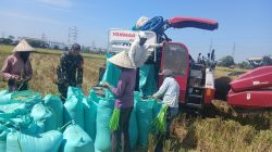 Kawal Ketahanan Pangan, Babinsa Kodim Gowa Turun ke Sawah, Pastikan Panen Berkualitas dan Melimpah