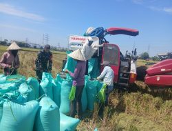 Kawal Ketahanan Pangan, Babinsa Kodim Gowa Turun ke Sawah, Pastikan Panen Berkualitas dan Melimpah