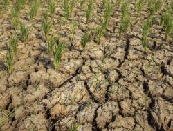 Siagakan Tim Penanganan Karhutla hingga Bantuan Pompa Air untuk Hadapi Kemarau di Sulsel