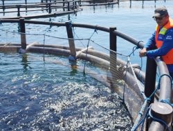Benih Kerapu dan Bandeng Bali Tembus Pasar Pasar Global, Nilainya Capai Rp6,4 Miliar
