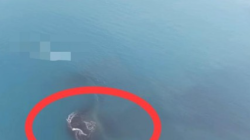 Bukan Gunung Api Baru! Ini Penyebab Munculnya 2 ‘Pulau’ di Dekat Gunung Anak Krakatau