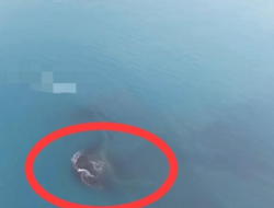 Bukan Gunung Api Baru! Ini Penyebab Munculnya 2 ‘Pulau’ di Dekat Gunung Anak Krakatau