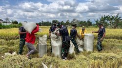 Kemanunggalan Prajurit Yonarmed 21/Kawali dan Rakyat Perkuat Sektor Pertanian, Manfaatkan Lahan dan Panen Puluhan Karung di Musim Kemarau