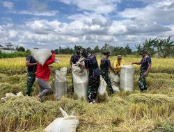 Kemanunggalan Prajurit Yonarmed 21/Kawali dan Rakyat Perkuat Sektor Pertanian, Manfaatkan Lahan dan Panen Puluhan Karung di Musim Kemarau