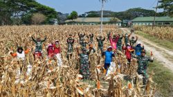 Ubah Lahan Tidur Jadi Lumbung Pangan, Yonarmed 21/Kawali Panen 2,5 Ton Jagung
