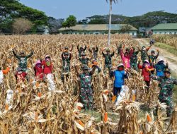 Ubah Lahan Tidur Jadi Lumbung Pangan, Yonarmed 21/Kawali Panen 2,5 Ton Jagung